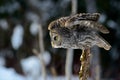Great Gray Owl flying Royalty Free Stock Photo