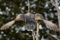 Great Gray Owl flying Royalty Free Stock Photo