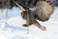 Great Gray Owl flying Royalty Free Stock Photo
