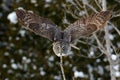 Great Gray Owl flying Royalty Free Stock Photo