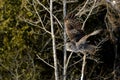 Great Gray Owl flying Royalty Free Stock Photo
