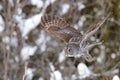 Great Gray Owl flying Royalty Free Stock Photo