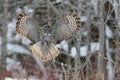 Great Gray Owl flying Royalty Free Stock Photo