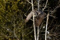 Great Gray Owl flying Royalty Free Stock Photo