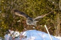 Great Gray Owl flying Royalty Free Stock Photo