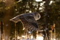 Great Gray Owl flying Royalty Free Stock Photo