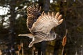 Great Gray Owl flying Royalty Free Stock Photo
