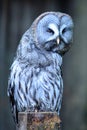 Great Gray Owl leaning right facing camera Royalty Free Stock Photo