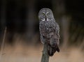 Great Gray Owl in Canada Royalty Free Stock Photo