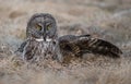 Great Gray Owl Royalty Free Stock Photo