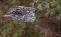 Great Gray Owl Royalty Free Stock Photo