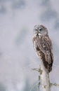 Great Gray Owl Perched On A Tree Stump While Snow Lightly Falls