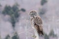 Great Gray Owl Perched On A Tree Stump While Snow Lightly Falls Royalty Free Stock Photo