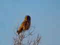 Great Gray Owl perched on a tree at sunset Royalty Free Stock Photo