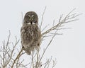 Great Gray Owl Perched