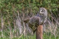 Great gray owl perched in an unusual pose