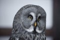 Great gray owl portrait Royalty Free Stock Photo