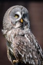 Great gray owl portrait Royalty Free Stock Photo