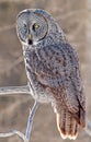 Great Gray Owl