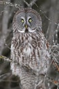 Great Gray Owl Profile Royalty Free Stock Photo