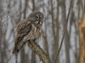 Great Gray Owl Royalty Free Stock Photo