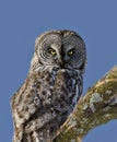 Great Gray Owl Royalty Free Stock Photo