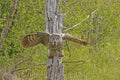 Great Gray Owl (Strix nebulosa) Royalty Free Stock Photo