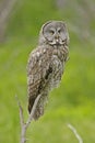 Great Gray Owl (Strix nebulosa) Royalty Free Stock Photo