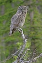 Great Gray Owl (Strix nebulosa) Royalty Free Stock Photo