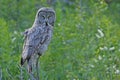Great Gray Owl (Strix nebulosa) Royalty Free Stock Photo