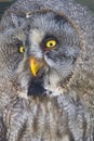 Great gray owl (Strix nebulosa) Royalty Free Stock Photo