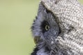 Great gray owl Strix nebulosa face with copy space Royalty Free Stock Photo