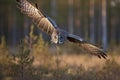 Great gray owl, strix nebulosa, flying in the morning light. Rare bird of prey Royalty Free Stock Photo