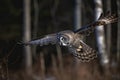 Great gray owl, strix nebulosa, flying in the morning light. Rare bird of prey Royalty Free Stock Photo