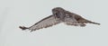 Great Gray Owl, Strix nebulosa, hovering Royalty Free Stock Photo