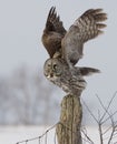 Great Gray Owl, Strix nebulosa, liftoff Royalty Free Stock Photo