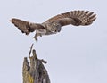 Great Gray Owl, Strix nebulosa, lifts off Royalty Free Stock Photo