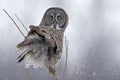 Great Gray Owl, Strix nebulosa, stares back Royalty Free Stock Photo