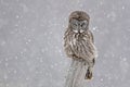 Great Gray Owl, Strix nebulosa, staring Royalty Free Stock Photo