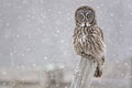 Great Gray Owl, Strix nebulosa, staring at viewer Royalty Free Stock Photo