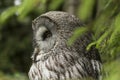 Great Gray owl, Strix nebulosa