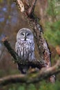 Great gray owl (Strix nebulosa)t Royalty Free Stock Photo
