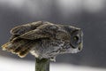 Great Gray Owl, Strix nebulosa, watching for prey Royalty Free Stock Photo