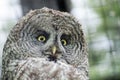 Great gray owl (Strix nebulosa) Royalty Free Stock Photo