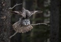 Great Gray Owl on a Tree Branch