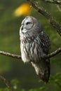 Great gray owl in the tree Royalty Free Stock Photo