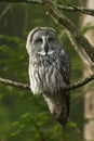 Great gray owl in the tree Royalty Free Stock Photo