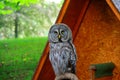 Great gray owl under shelter looking directly at camera