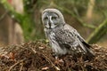 Great gray owl waiting in the nest Royalty Free Stock Photo