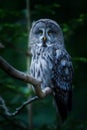 Great gray owl in the tree Royalty Free Stock Photo